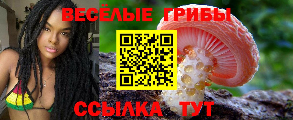 Псилоцибиновые грибы Psilocybine cubensis Щёкино